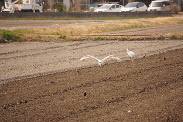 さぎ