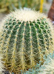 Echinocactus grusonii or Golden Barrel Cactus without flowers close up