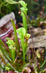 Sarracenia purpurea carnivorous plant close up