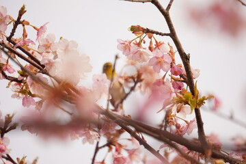 鳥とさくら