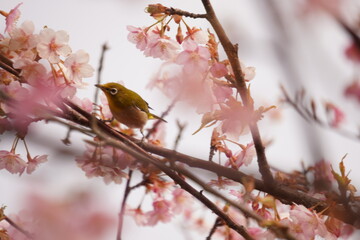 鳥とさくら