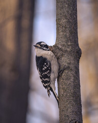 Downy Woodpecker on tree in forest