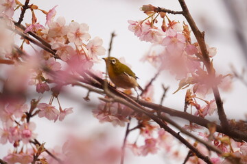 鳥とさくら