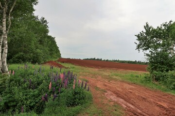 road in the countryside