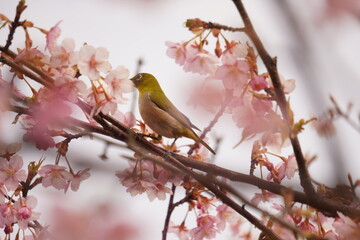 鳥とさくら