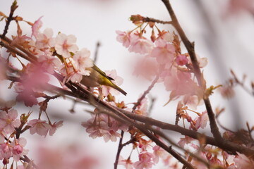 鳥とさくら