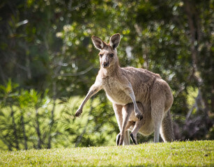 Naklejka na ściany i meble Large Joey climbing into mother kangaroo's pouch