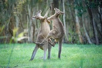 Schilderijen op glas Male kangaroos fight each other for dominance  © Brian