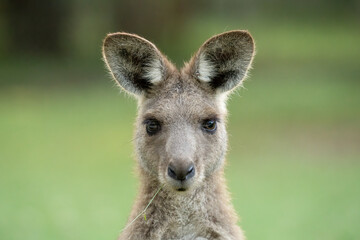 A young Kangaroo poses for a portrait