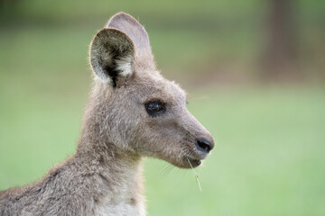 Portrait of a Kangaroo