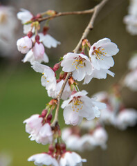 white cherry blossoms