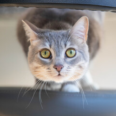 Gray cat with green eyes, stares