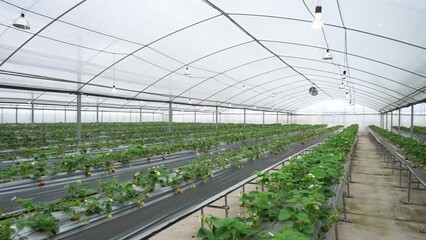 Strawberries growing in a greenhouse