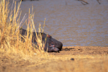 mother and baby hippo sleeping on a riverbank