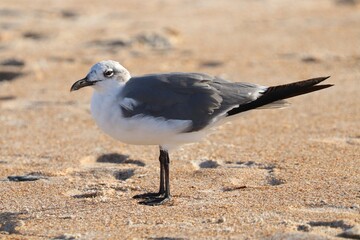 seagull on the beach
