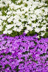 Fototapeta premium Bodendecker im Garten. Lila Phlox und Schleifenblume. Steingarten Pflanzen im Frühjahr