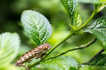 The forset whispers, Chameleon