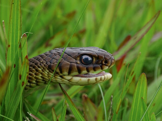 cobra
