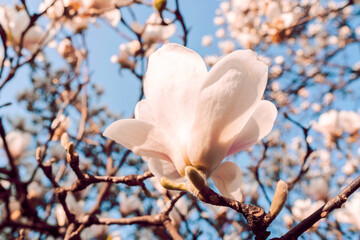Fototapeta na wymiar Magnolia soulangeana also called saucer magnolia flowering springtime tree with beautiful pink white flowers March.