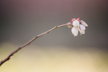 Blueberry plant blooming in spring 