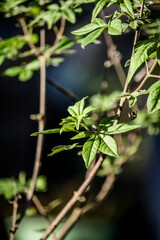 Baby Lilac Tree in Spring 