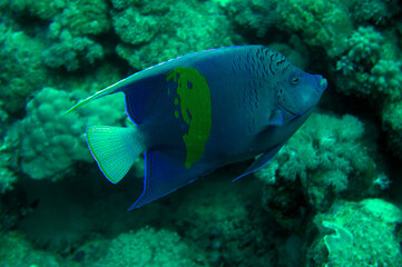 Fototapeta na wymiar angel fish in the reef