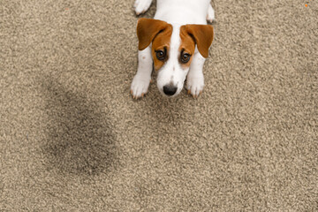 Puppy Jack russell terrier lying on a carpet