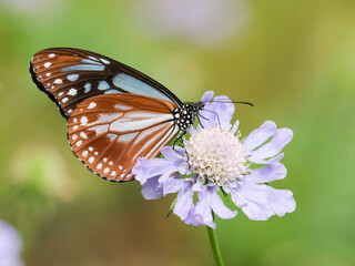 マツムシソウにとまるアサギマダラ