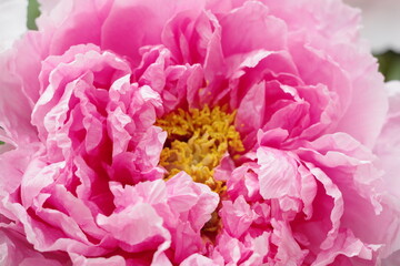 鮮やかなピンク色の芍薬。
怖いほどに美しいピンク。