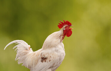 Hens on a farm with copy space