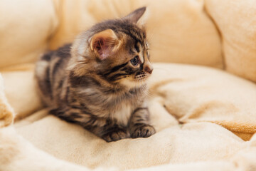Closee-up face of cute bengal one month old kitten laying on the cat's pillow