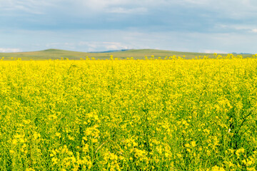 Fototapeta premium Summer landscape. A blooming rapeseed field 