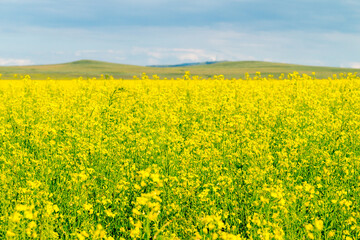 Obraz premium Summer landscape. A blooming rapeseed field 