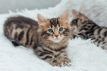 Cute dark grey charcoal long-haired bengal kitten laying on a furry white blanket.