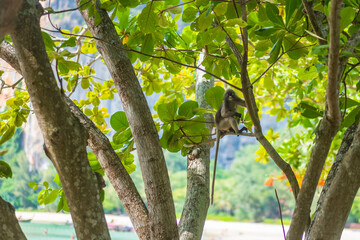 Dusky leaf Langur monkey (Trachypithecus obscurus) hang and eat green leaves on the tree at Railay beach, Krabi, Thailand