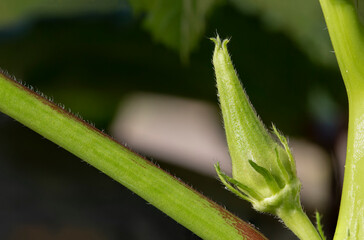 macro photography of Budding okra plant