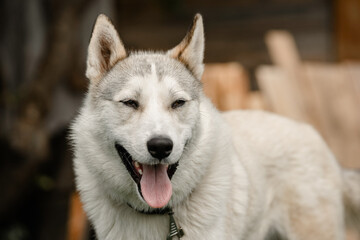 Portrait of a young husky smiling outdoors.