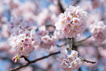 Obraz premium 満開の桜