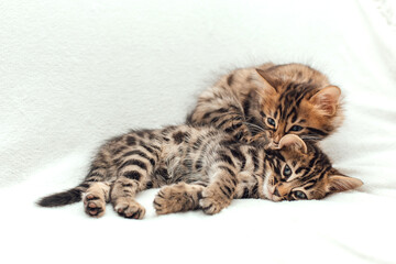 Two cute one month old kittens on a furry white blanket.