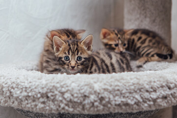 Three young cute bengal cats laying on a soft cat's shelf of a cat's house indoors.