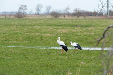 Obraz na płótnie Canvas Two white storks on a wet meadow