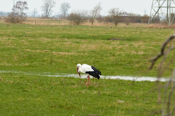 Two white storks on a wet meadow