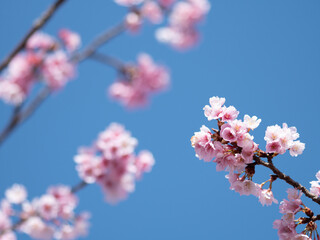 満開の桜の花　寒緋桜