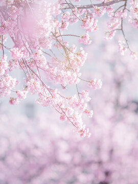 満開の桜の花　寒緋桜　縦構図