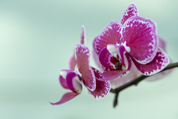 Obraz premium Phalaenopsis Orchid Hot Pink and White on White Background