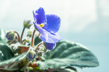 Blue African Violet high key