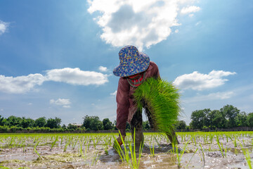 Asian farmer is transplant rice seedlings in paddy rice field with tired exhaustion.