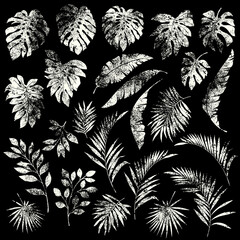 Illustration material collection of tropical plants,