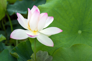 緑の葉とピンクの縁取りの蓮の花