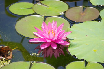 ピンク色の睡蓮。
